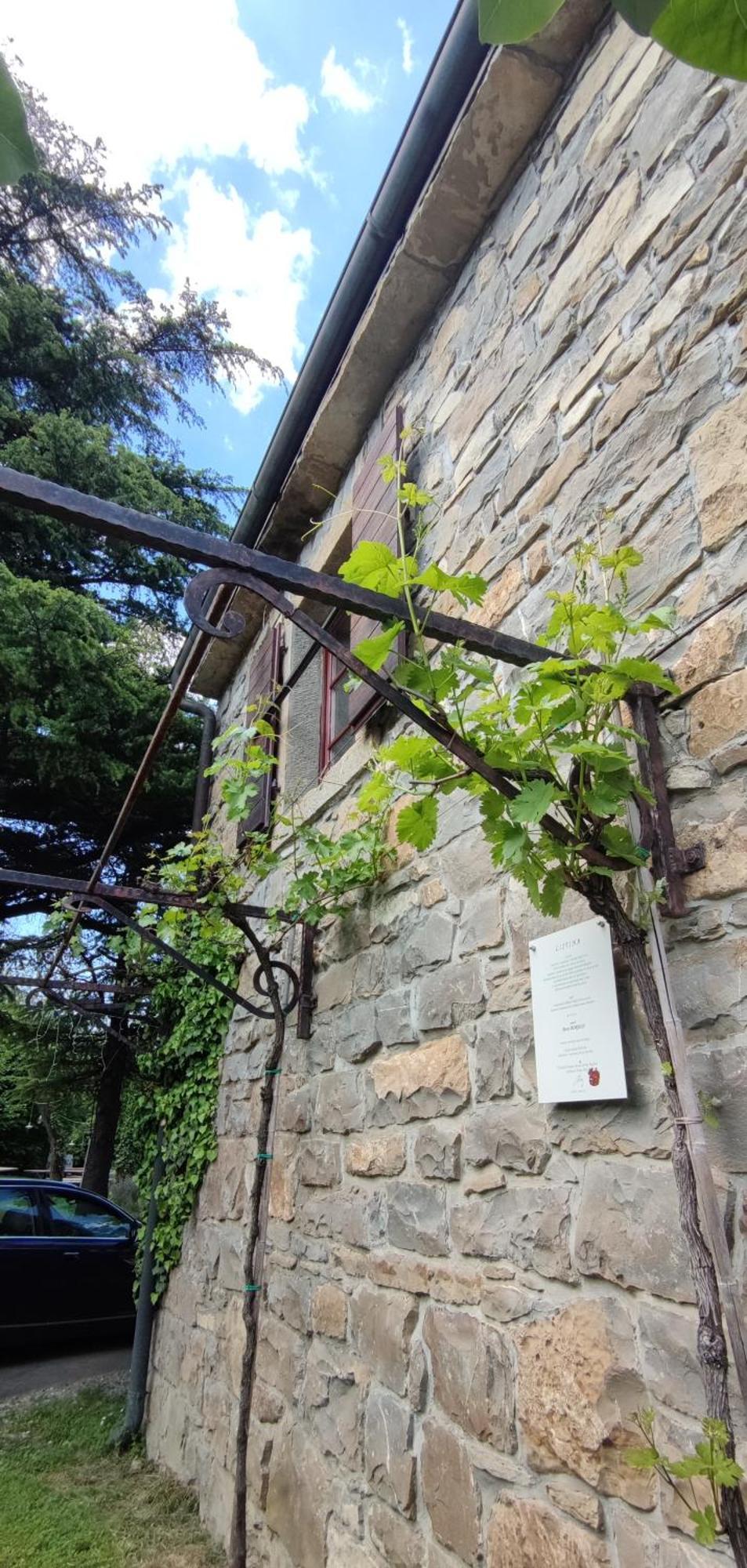 Bordon Wines, Estate With Accommodation Dekani Buitenkant foto